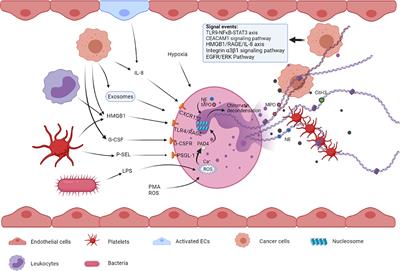 The Significance of Neutrophil Extracellular Traps in Colorectal Cancer and Beyond: From Bench to Bedside